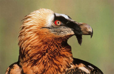Freifliegende Bartgeier im Krumltal